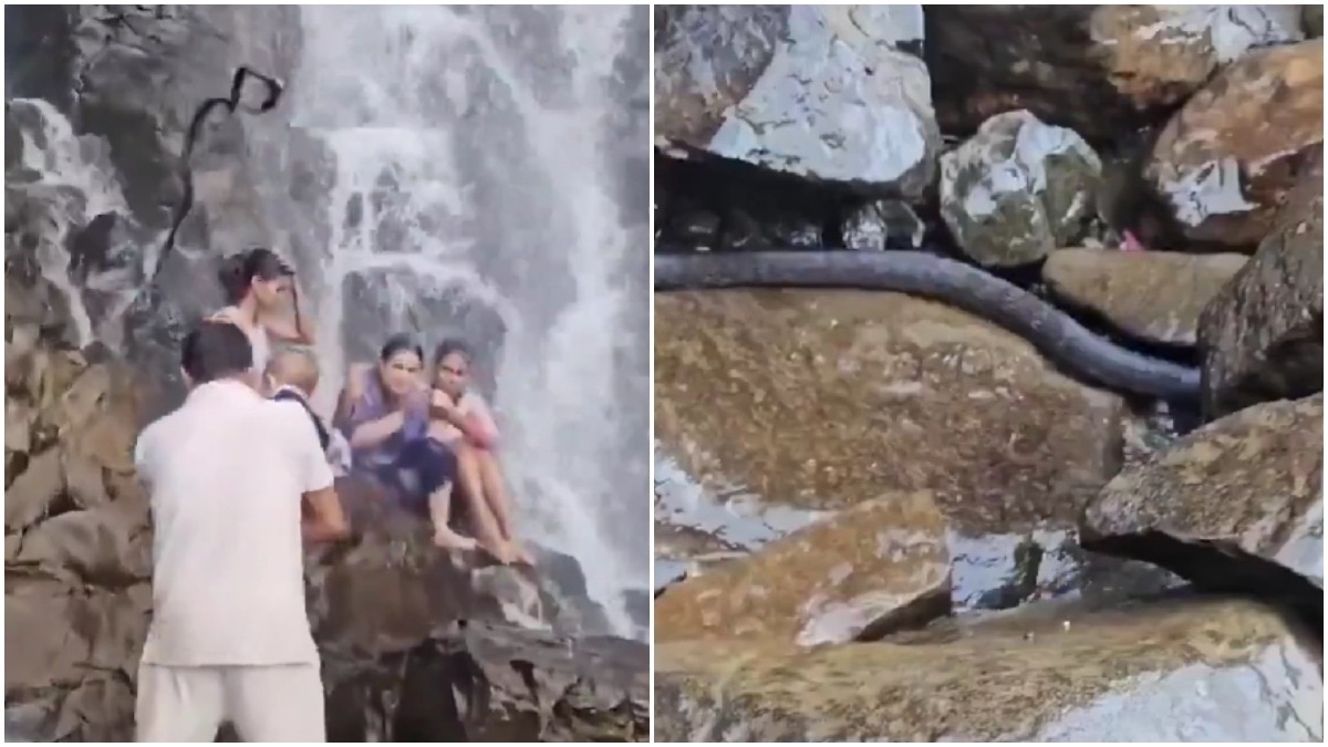 Terrifying moment snake falls on man carrying child at Maharashtra waterfall