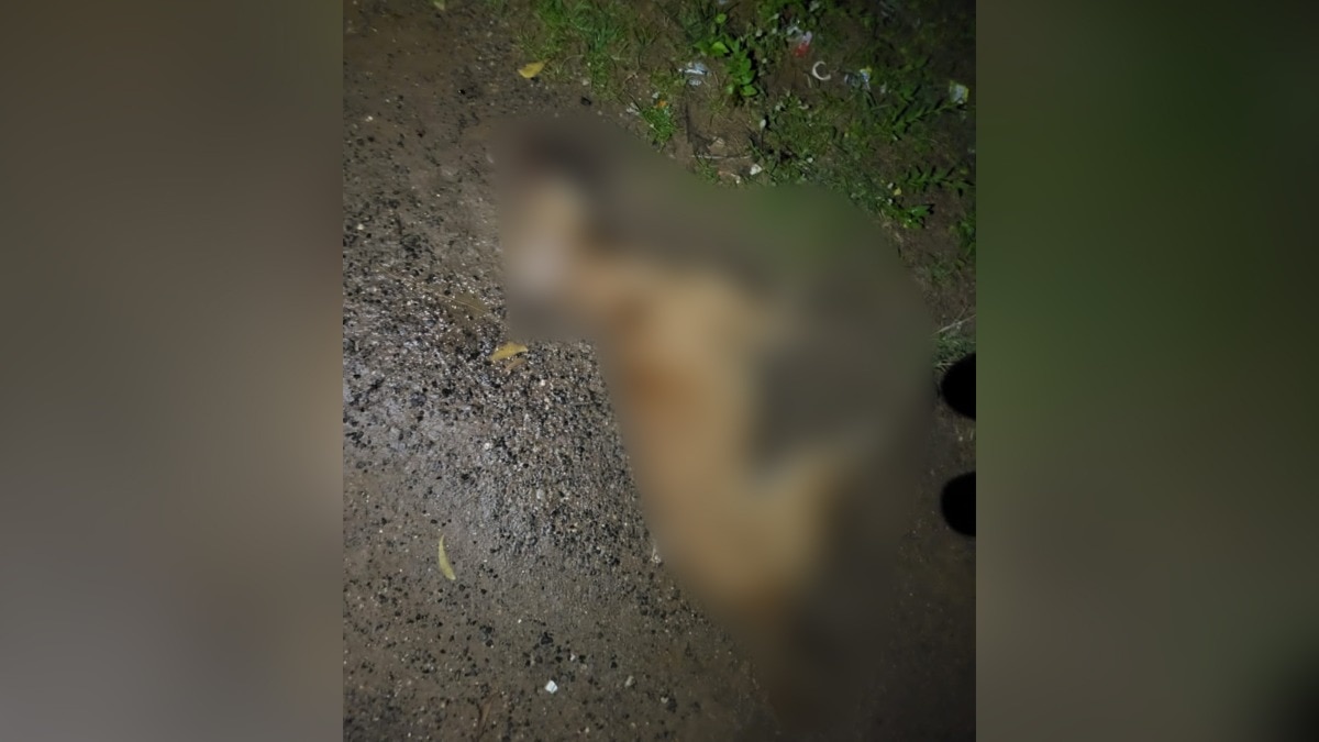 Rabid dog bites 18 people in Gujarat town, locals beat canine to death