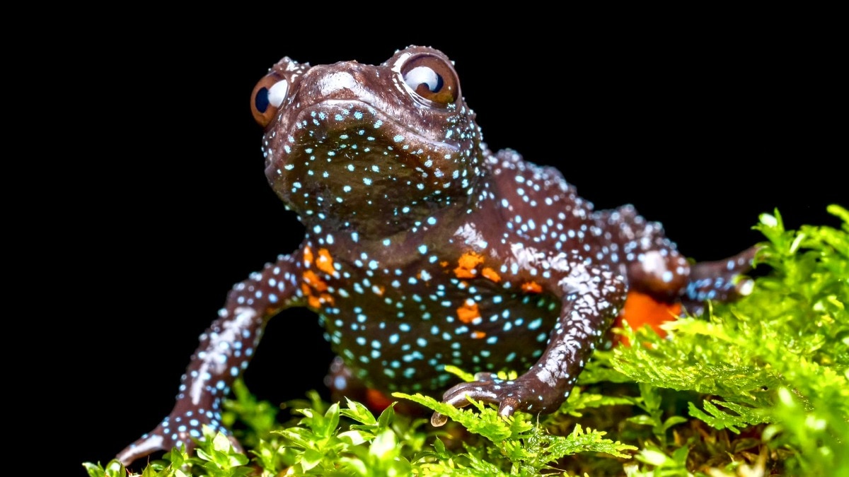 The Indian frog with a galaxy: Rare amphibian spotted in Western Ghats