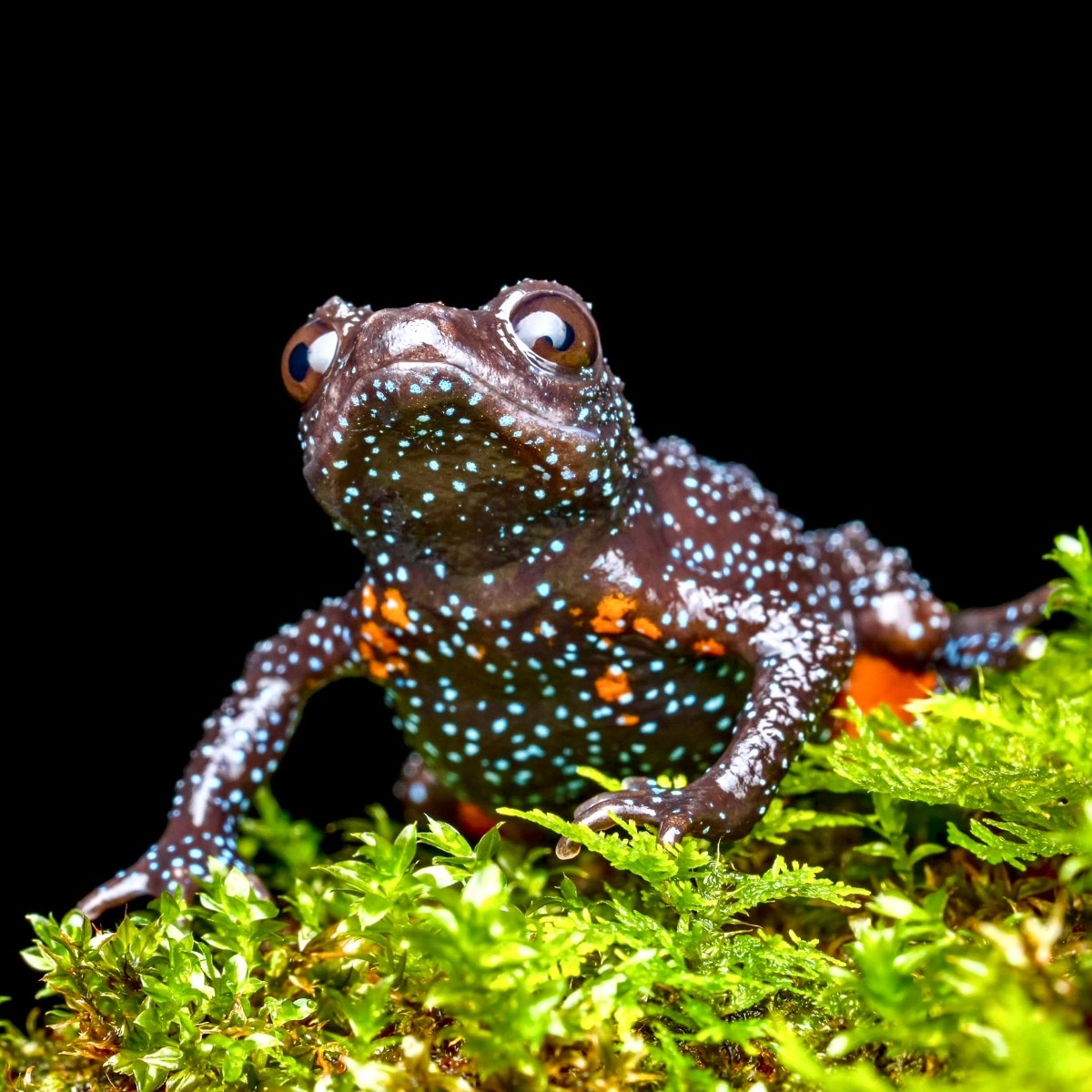 The Indian frog with a galaxy: Rare amphibian spotted in Western Ghats