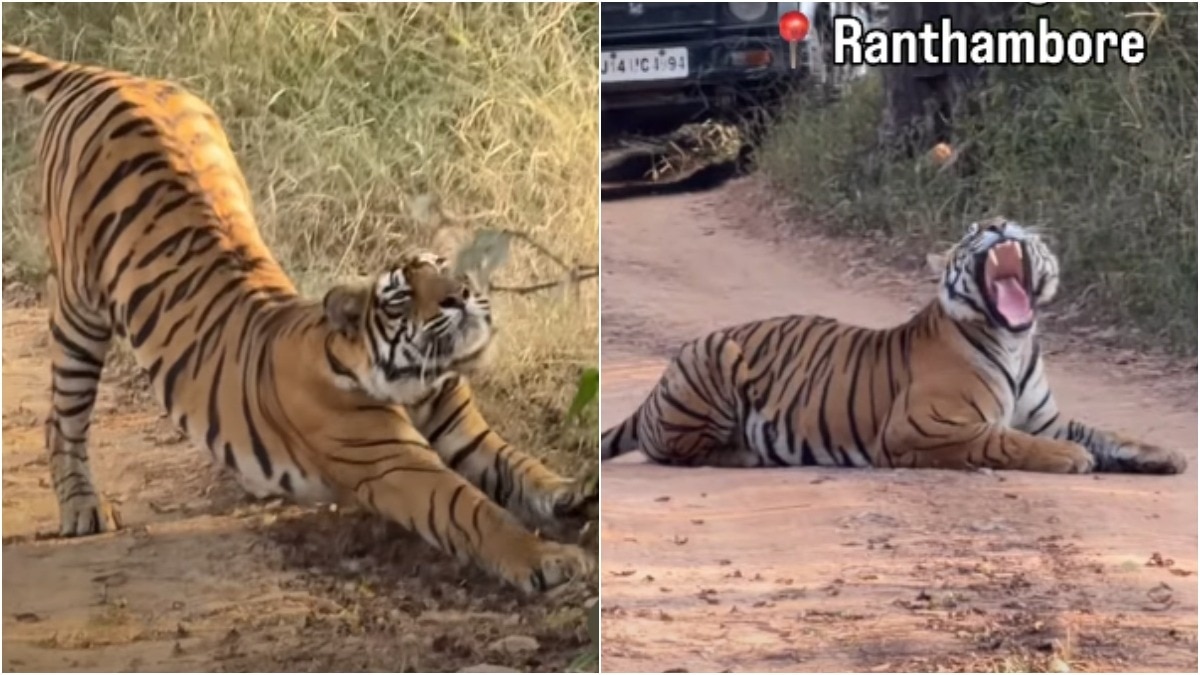 30 jeeps, one sleepy tiger and a traffic jam nobody saw coming in Ranthambore. Viral