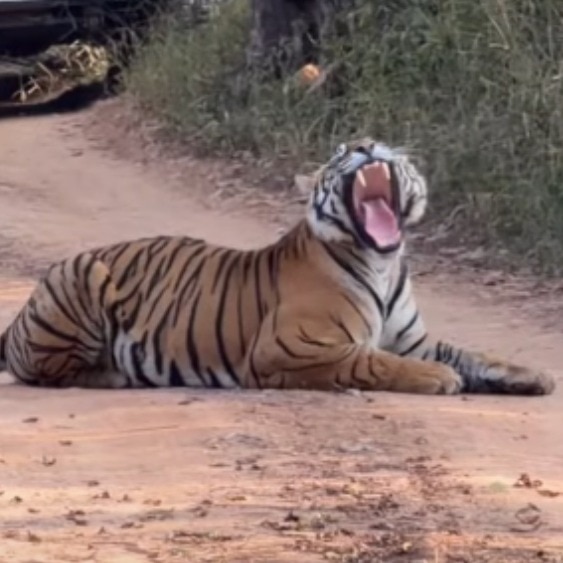 30 jeeps, one sleepy tiger and a traffic jam nobody saw coming in Ranthambore. Viral