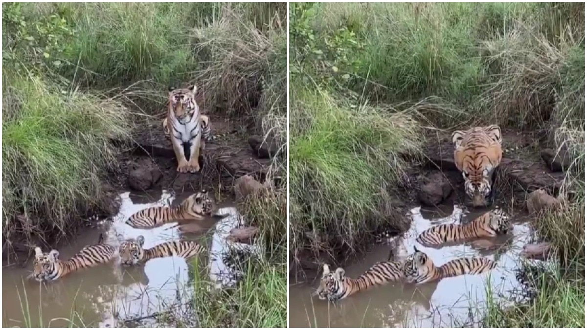 Tigress keeps watchful eye on her cubs as they cool off in pond at Tadoba reserve