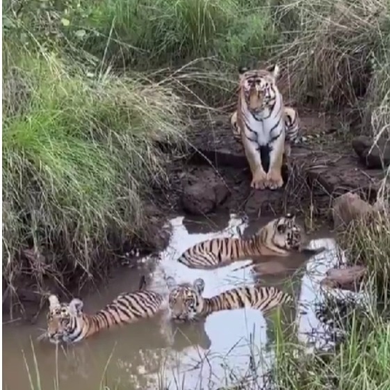 Tigress keeps watchful eye on her cubs as they cool off in pond at Tadoba reserve