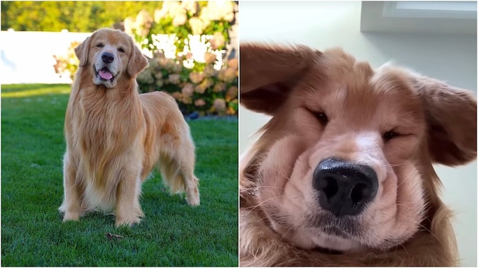 Tucker, Internet's favourite golden retriever, passed away at 8. (Photos: Instagram/@tuckerbudzyn) Tucker