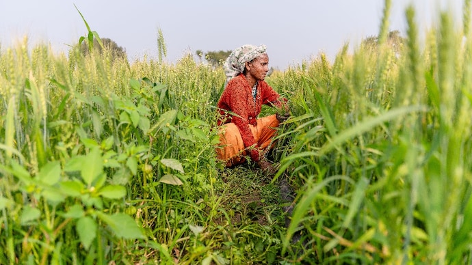 Soil testing helps farmers understand what their fields need, from nutrients to fertiliser and soil amendments. (Representative image: Pexels) ₹3,025 करोड़ से चमकेंगी राज्य की कृषि मंडियां