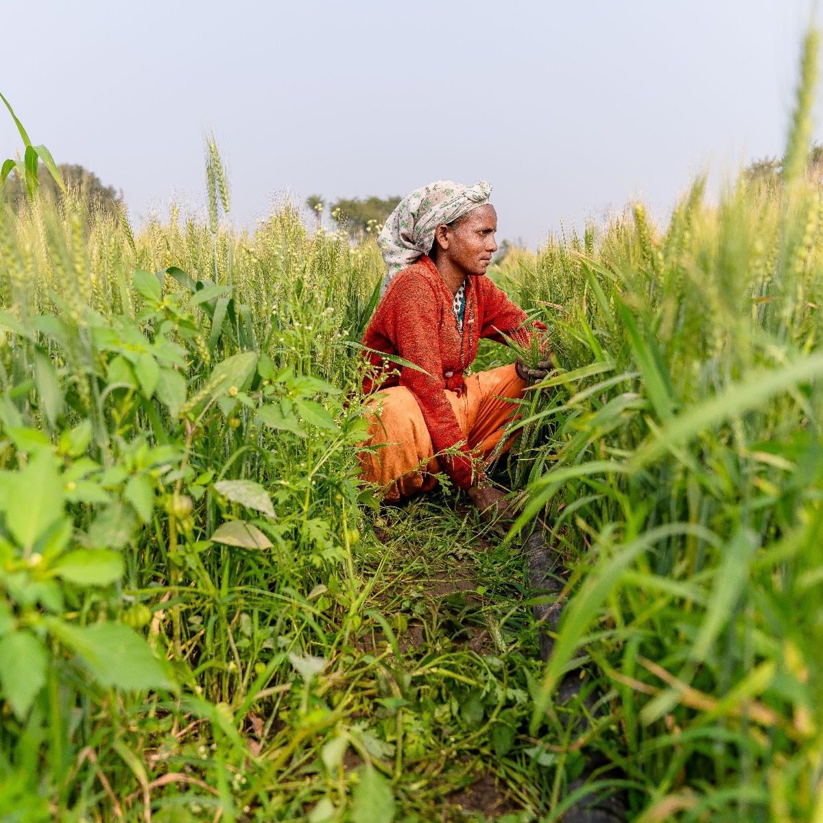 Soil Health Card: Supporting better soil management in Uttar Pradesh