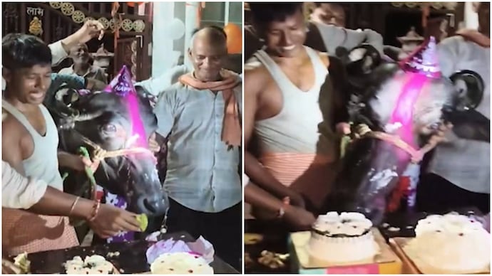 UP man celebrates pet buffalo Basanti’s 4th birthday with cake UP man celebrates pet buffalo Basanti 4th birthday with cake