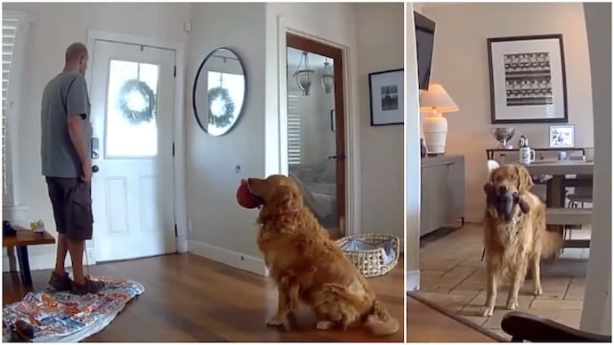 US man breaks into stranger’s home, pet dog’s priorities are hilariously misplaced (Photos: @nbcphiladelphia/Instagram) US man breaks into stranger’s home, pet dog’s response is hilariously unexpected
