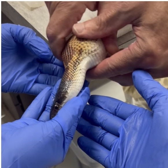 US vets take on bizarre rescue mission after snake manages to swallow 3 golf balls