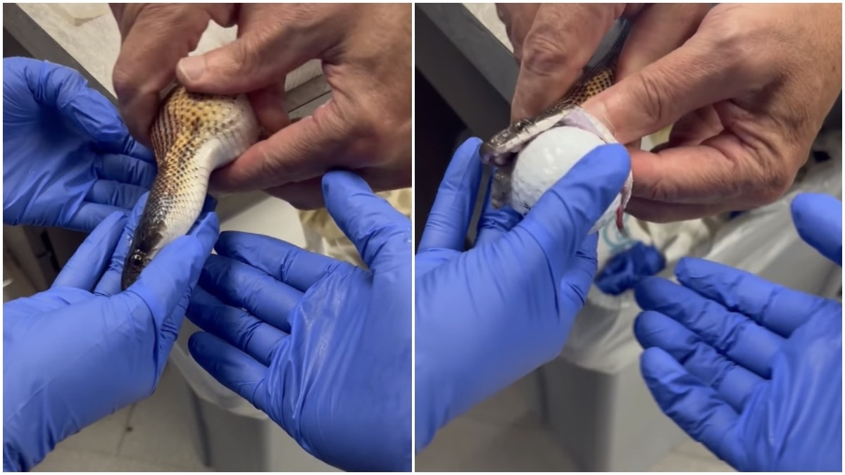 US vets take on bizarre rescue mission after snake manages to swallow 3 golf balls