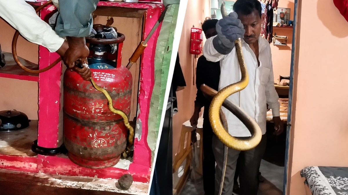 Video: 8-foot snake found hiding behind gas cylinder in Madhya Pradesh kitchen