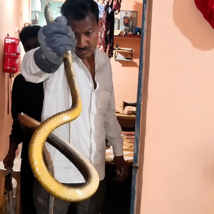 Video: 8-foot snake found hiding behind gas cylinder in Madhya Pradesh kitchen