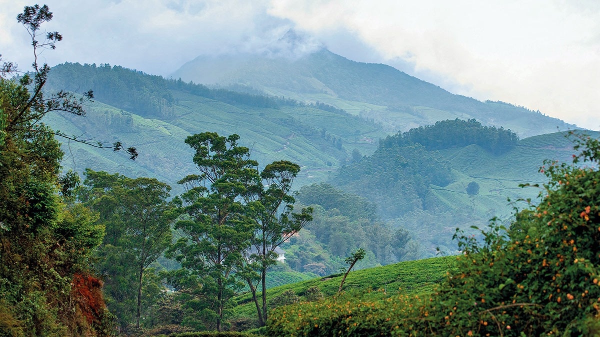 WESTERN WONDER: A tea plantation in Munnar, Kerala. (Photo: Alamy)