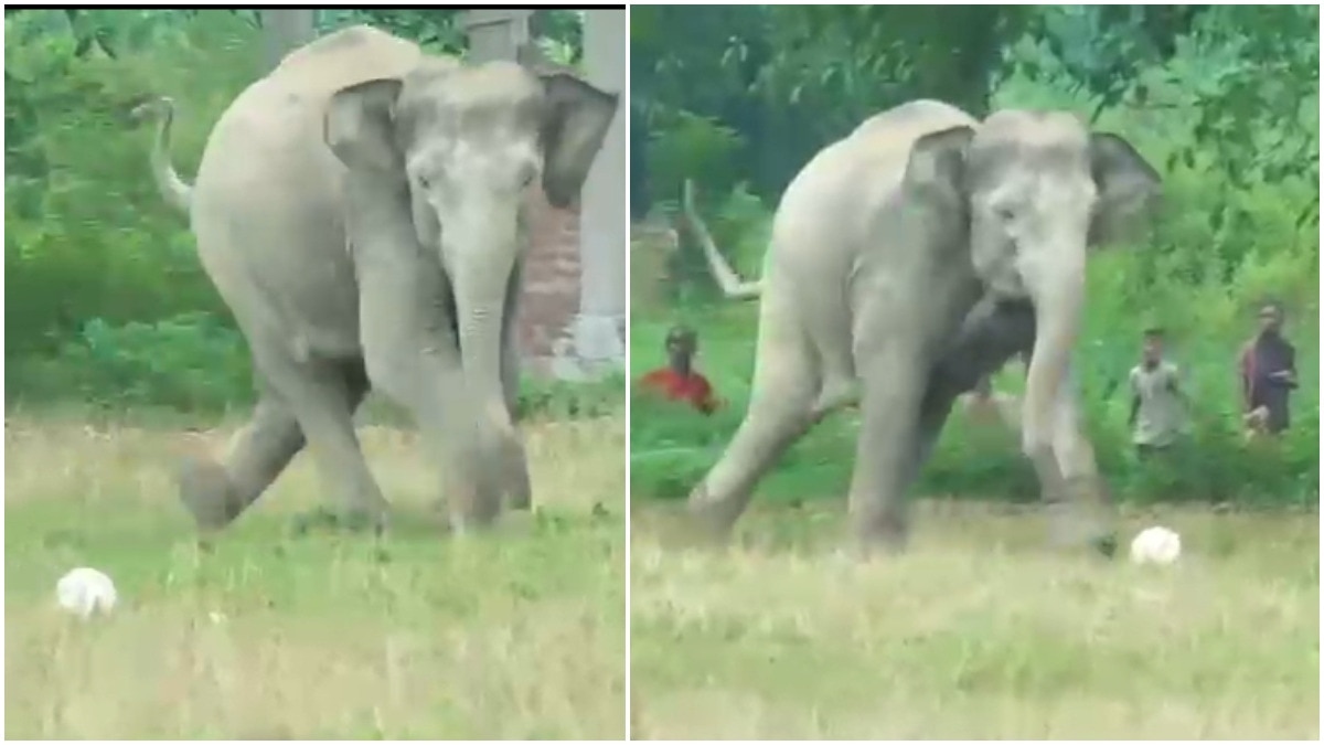 Wild elephant turns footballer in Assam Wild elephant turns footballer in Assam