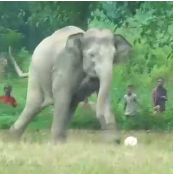 Wild elephant turns footballer in Assam, children watch in awe at playground
