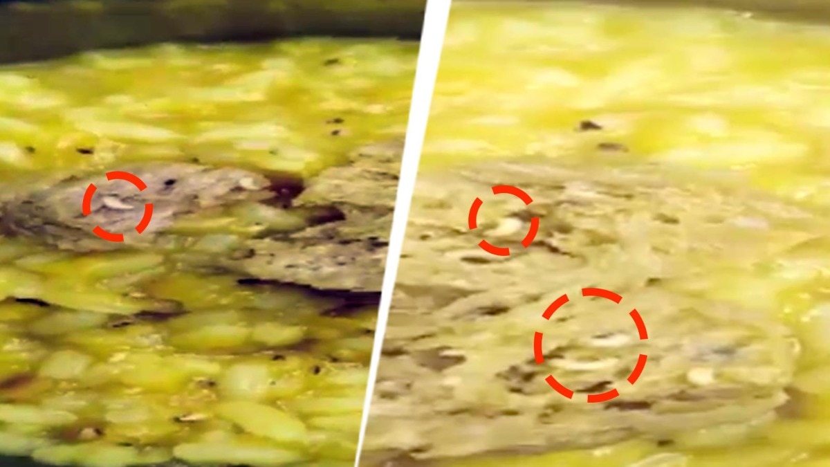 Worms Found in Khichuri Served to Children at West Bengal Anganwadi