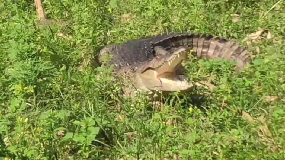 8-foot crocodile wanders into village in UP, rescued after intense 3.5-hour operation