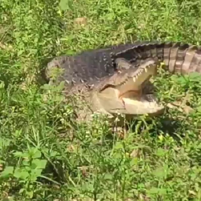 8-foot crocodile wanders into village in UP, rescued after intense 3.5-hour operation