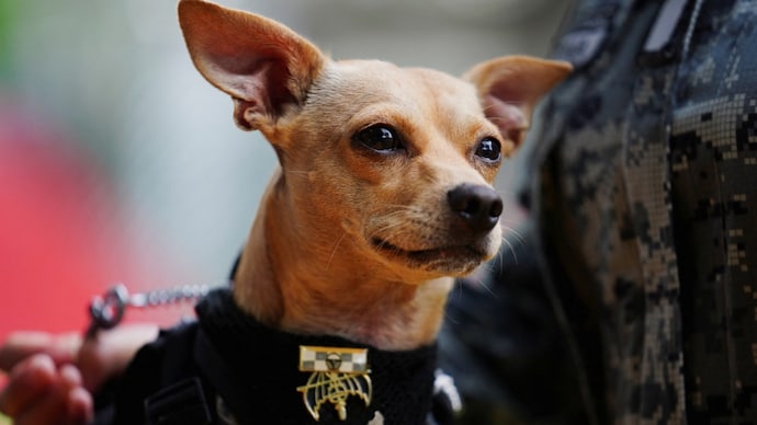 A Chihuahua weighing 6 kgs just joined Mexico’s National Guard, meet Comando (Photo: Reuters) A Chihuahua weighing 6 kgs just joined Mexico’s National Guard, meet Comando