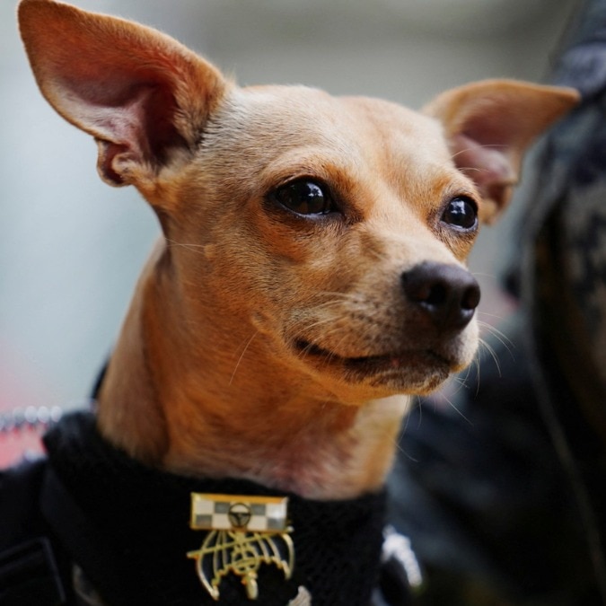 A Chihuahua weighing 6 kgs just joined Mexico’s National Guard, meet Comando