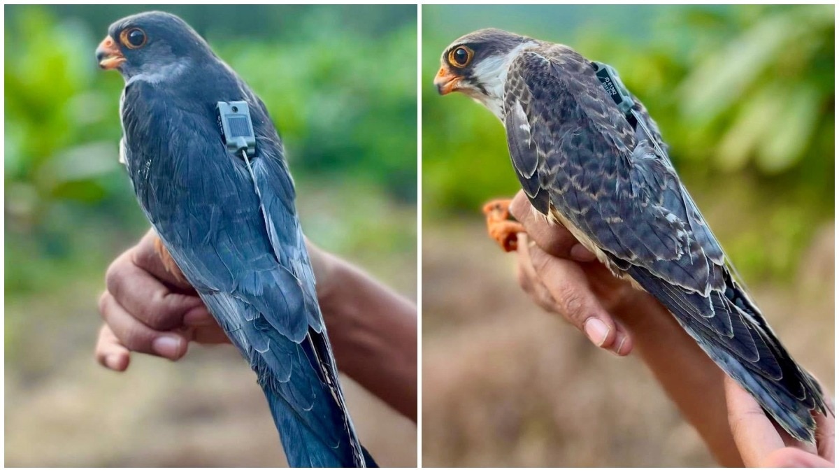 Amur Falcons Apapang and Alang Return to Manipur After 6,000 km Journey