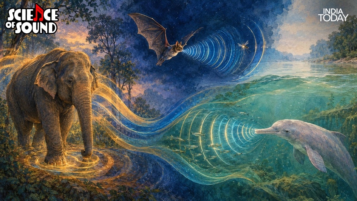 Your ears edit the world. Elephants, bats and dolphins hear the full cut