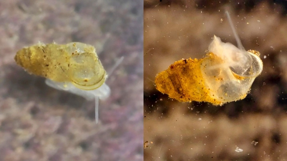 Eyeless Freshwater Snail Discovered in Chinese Cave