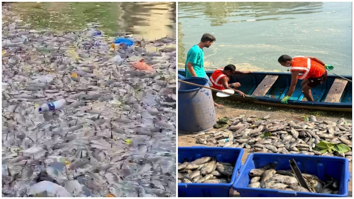 Thousands of fish die in Mumbai temple tank, locals blame pind daan ritual