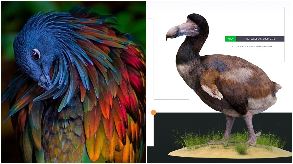 How India's Nicobar Pigeon Could Help Scientists Bring Back the Dodo