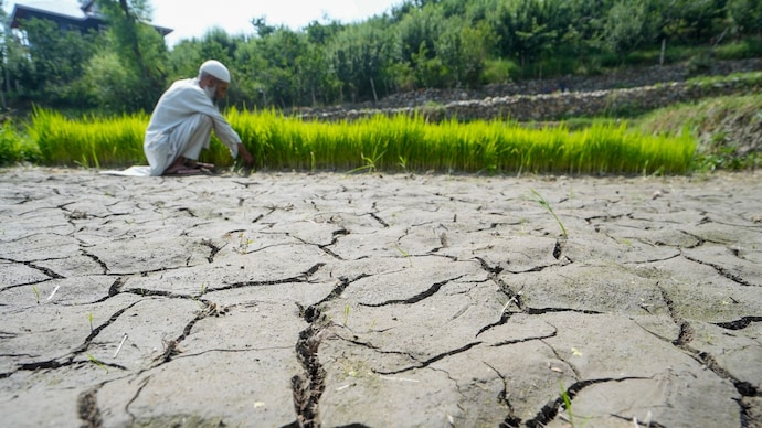 A farmer checks his crops at a partially dried up paddy land. (Photo: PTI) Drought hits Andhra, Karnataka: How 30% monsoon rain deficit is behind the crisis
