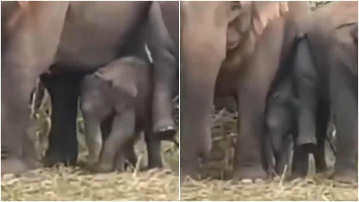 Baby Elephant Takes Wobbly First Steps as Herd Clears Path in Odisha