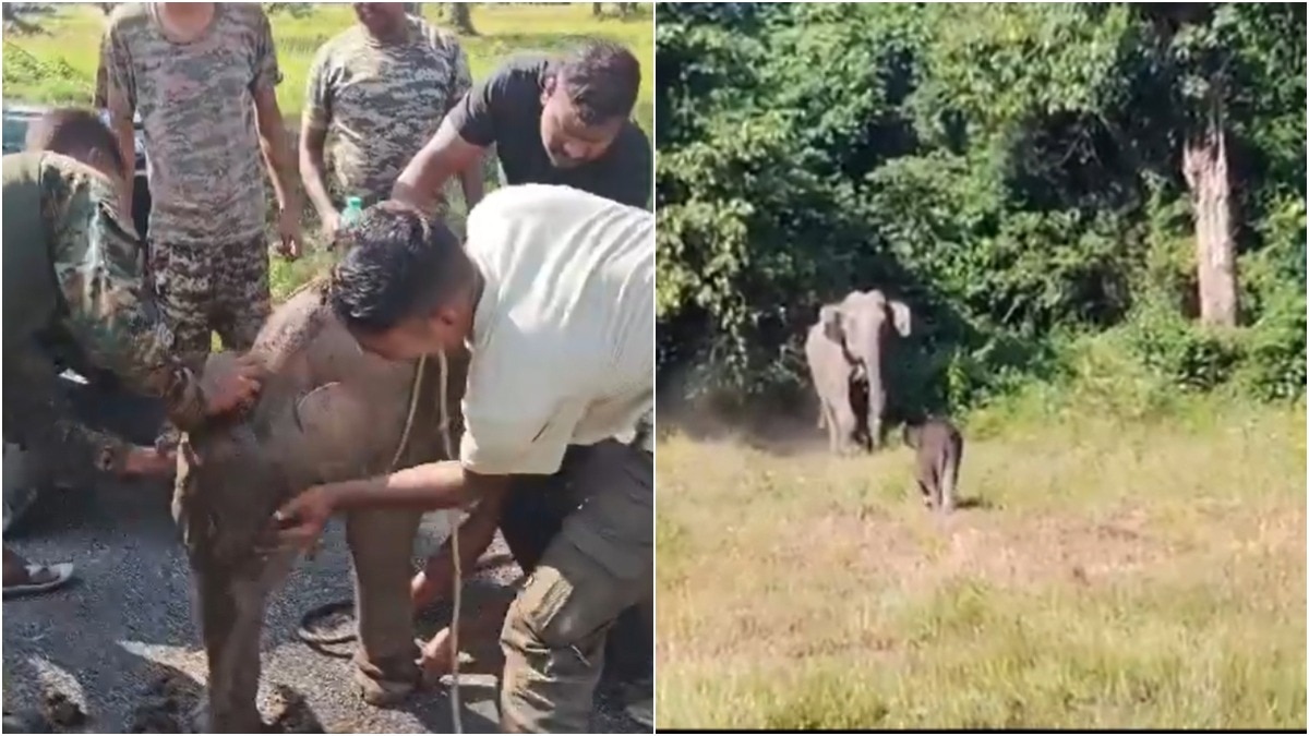 Elephant calf's 7-hour wait for its mother ends in a scene straight out of a film