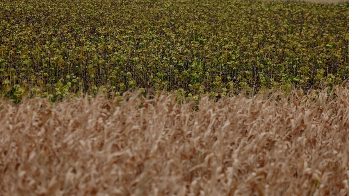 Europe's grains hit by extreme heat, with losses at around Rs 34,000 crores