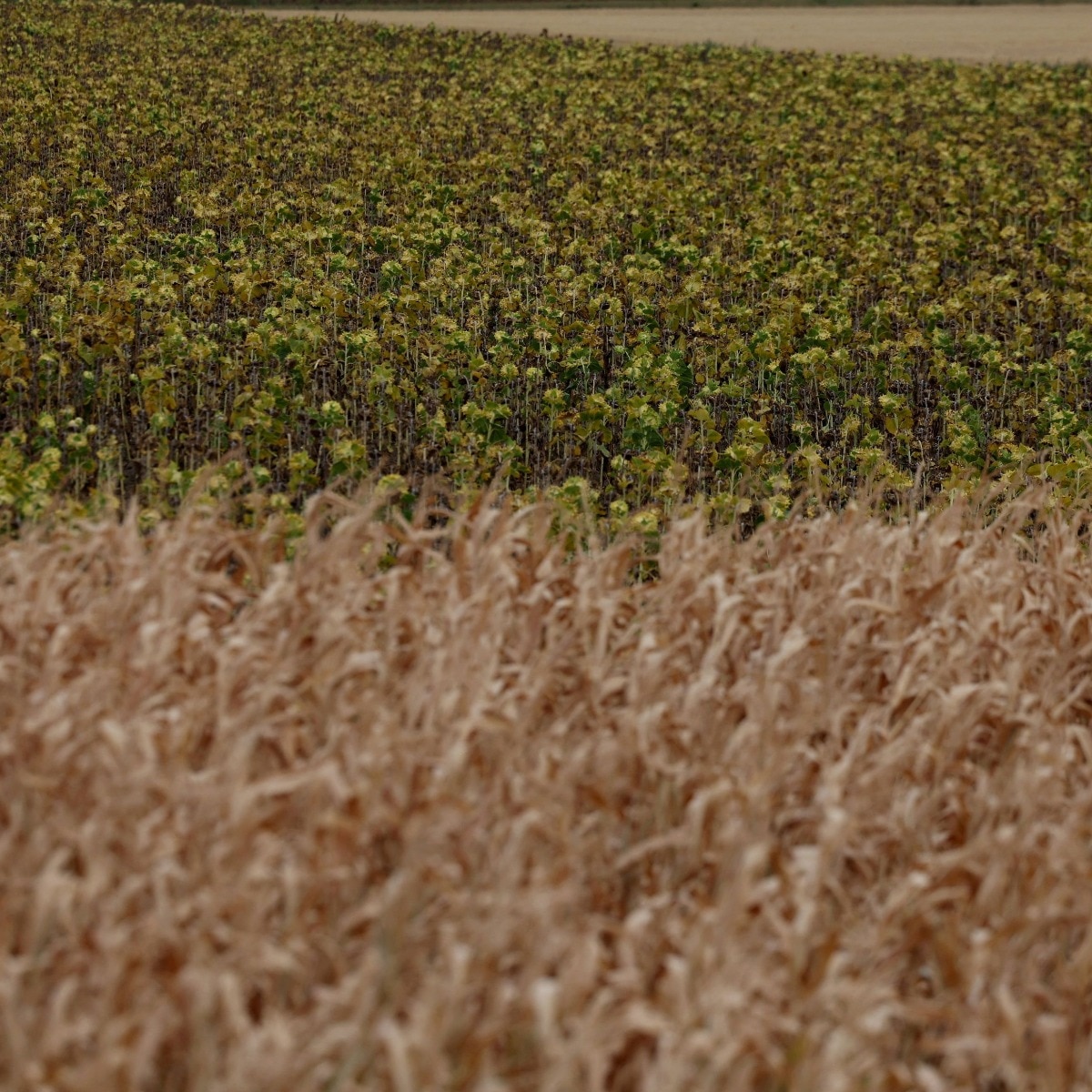 Europe's grains hit by extreme heat, with losses at around Rs 34,000 crores