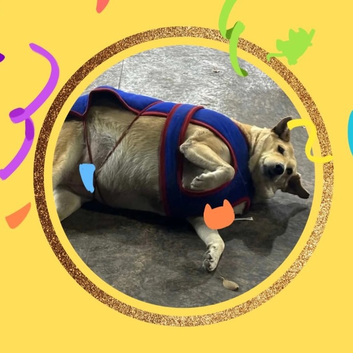 Delhi’s fat dog election is over. Here's the winner