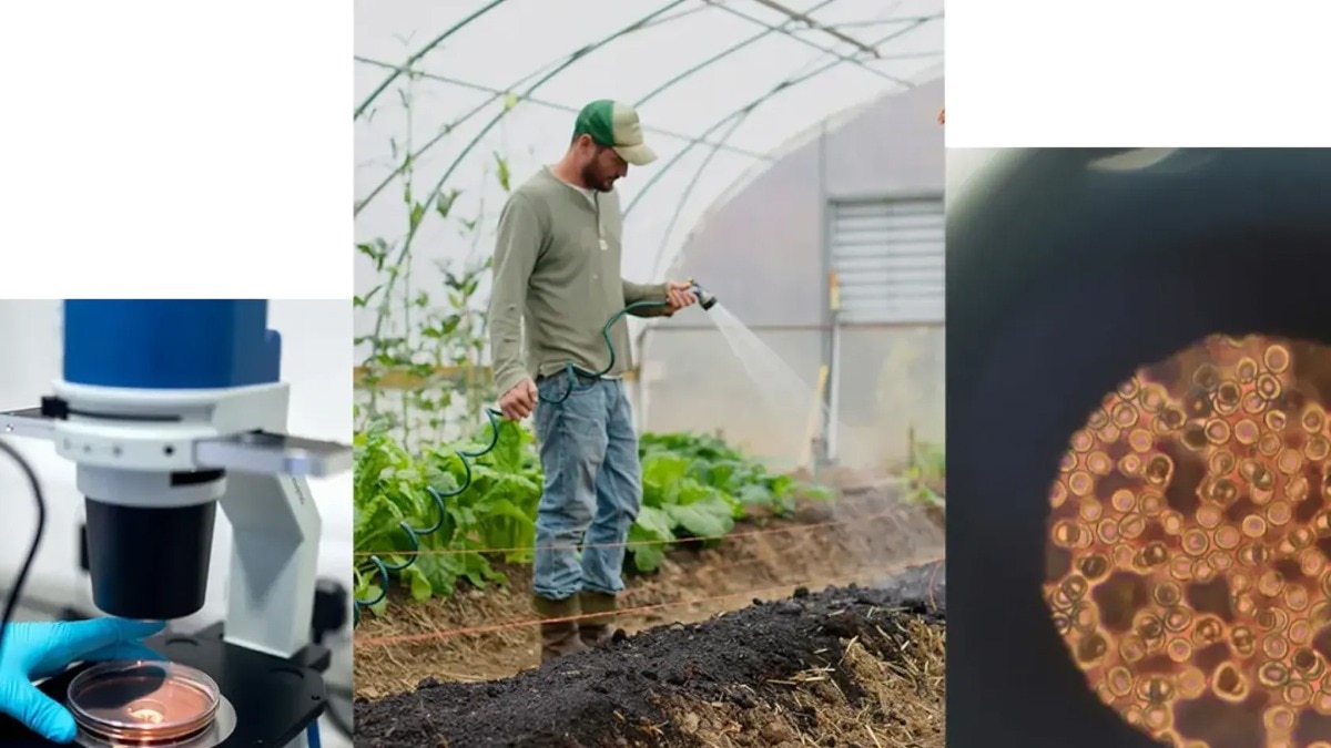 Google says AI can help Indian farmers deal with climate change better