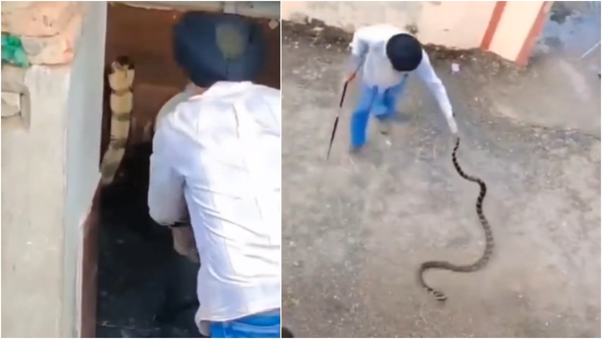 Himachal snake catcher drags furious King Cobra out of toilet in daring rescue