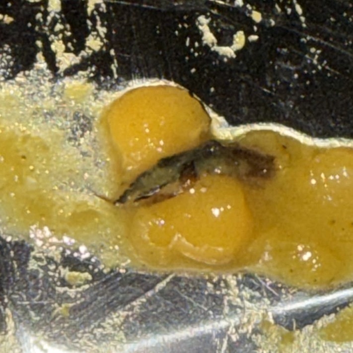 Insects and scorpion found at Lucknow University hostel food, students protest