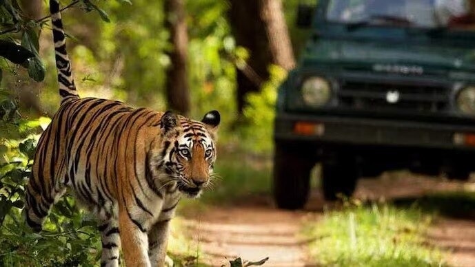 Tiger Pins Down Worker in Corbett, Colleague Rescues Him