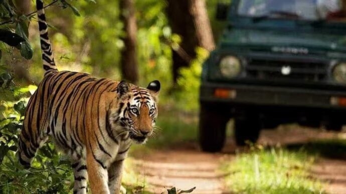 A 28-year-old worker survived a tiger attack inside Jim Corbett National Park. Jim Corbett