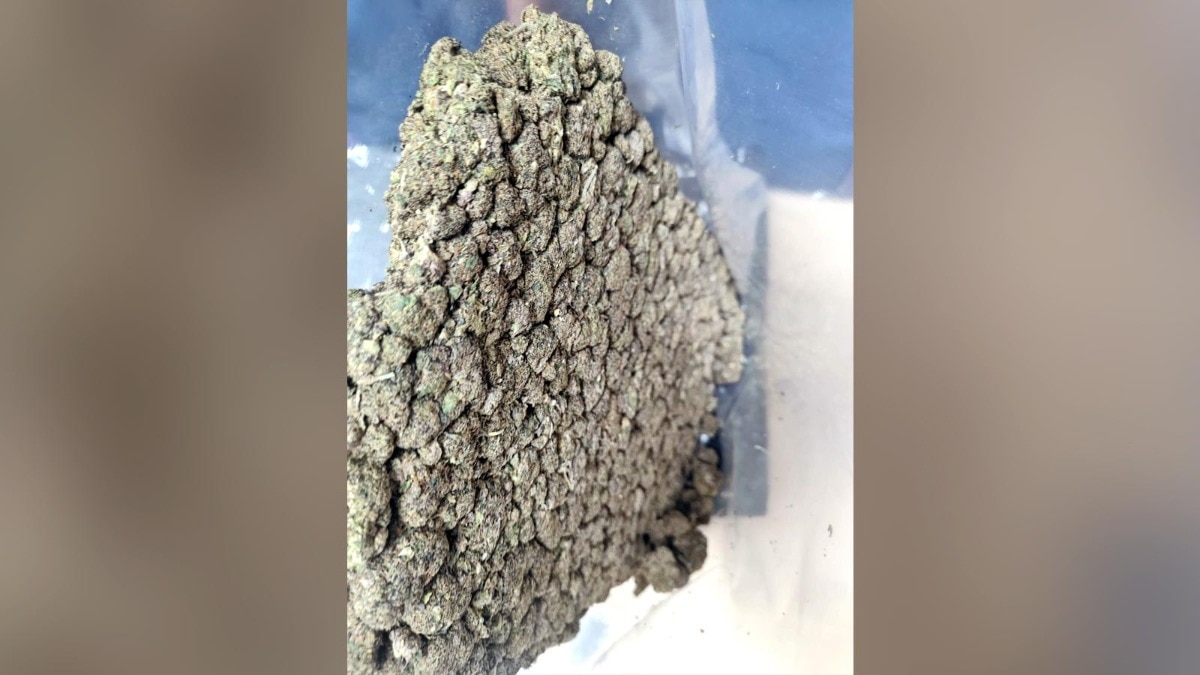 Man lands in Delhi from Bangkok, caught with 12 kg of marijuana worth Rs 4.5 crore