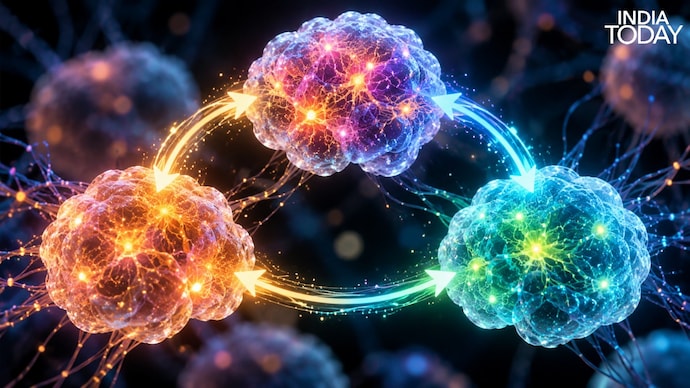 The organoids were repeatedly stimulated and their activity was monitored over time. (Photo: India Today) mini brain connection