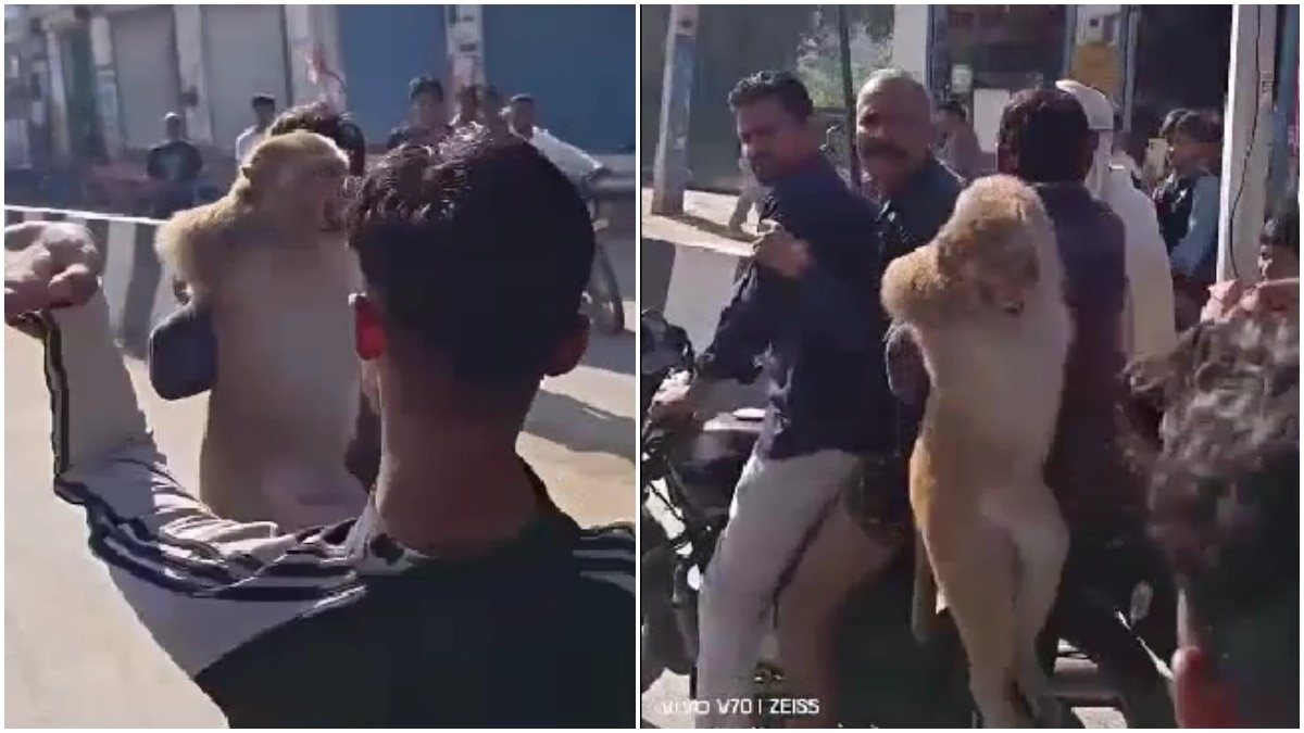 Monkey Captured in Haryana After Biting Over 12 People
