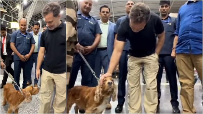 Rahul Gandhi stopped to pet a sniffer dog at an airport in Mumbai. (Photos: bharatjodo/Instagram) Rahul Gandhi