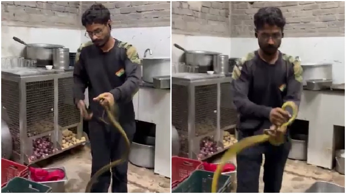 Rajasthan resort staff spot 5-foot snake among kitchen utensils, flee in panic