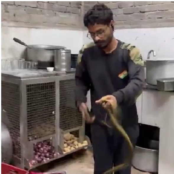 Rajasthan resort staff spot 5-foot snake among kitchen utensils, flee in panic