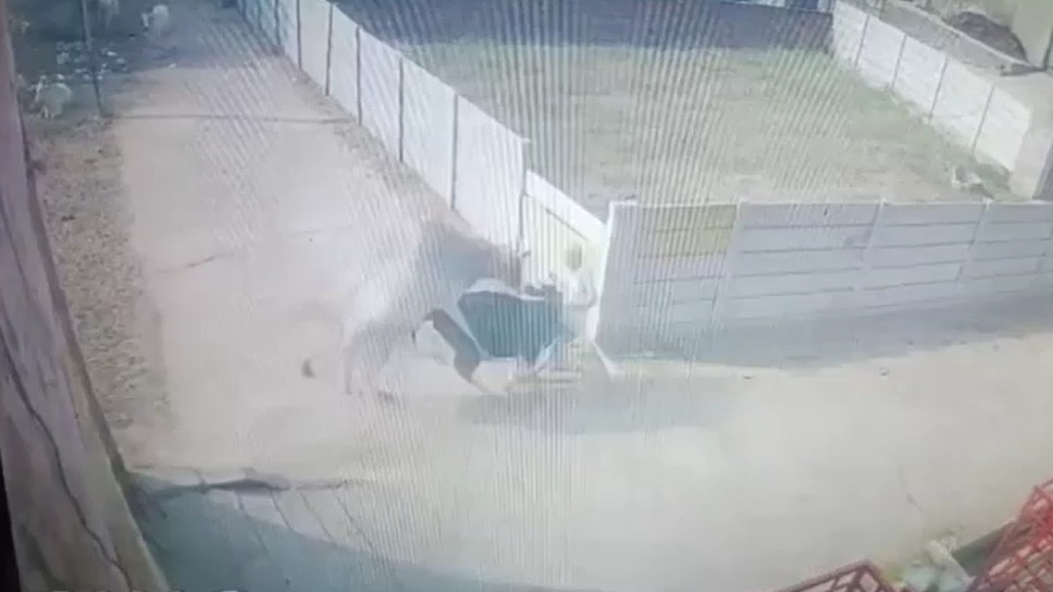 Video: Elderly man sweeping road outside house knocked down by fighting stray bulls
