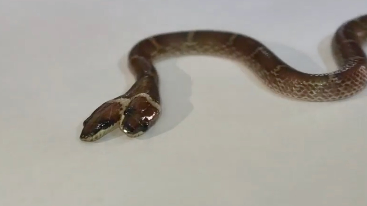 Rare snake with two heads, four eyes rescued in Gujarat: What is it?