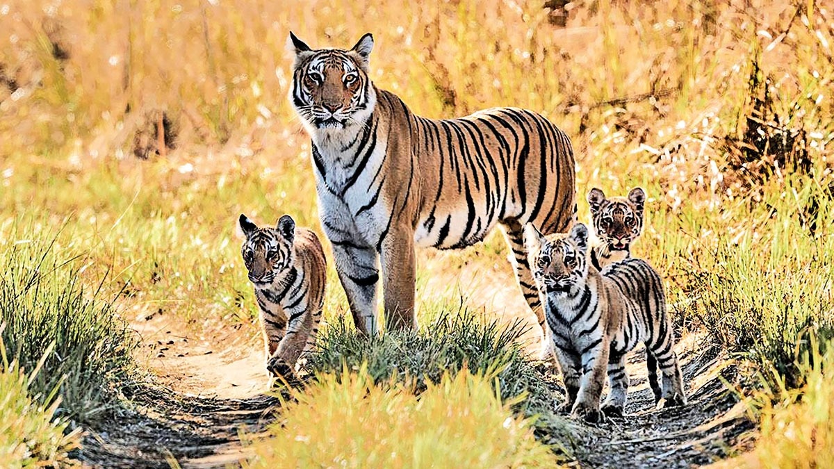Eco Watch | Global wildlife numbers: Indian big cats beat odds